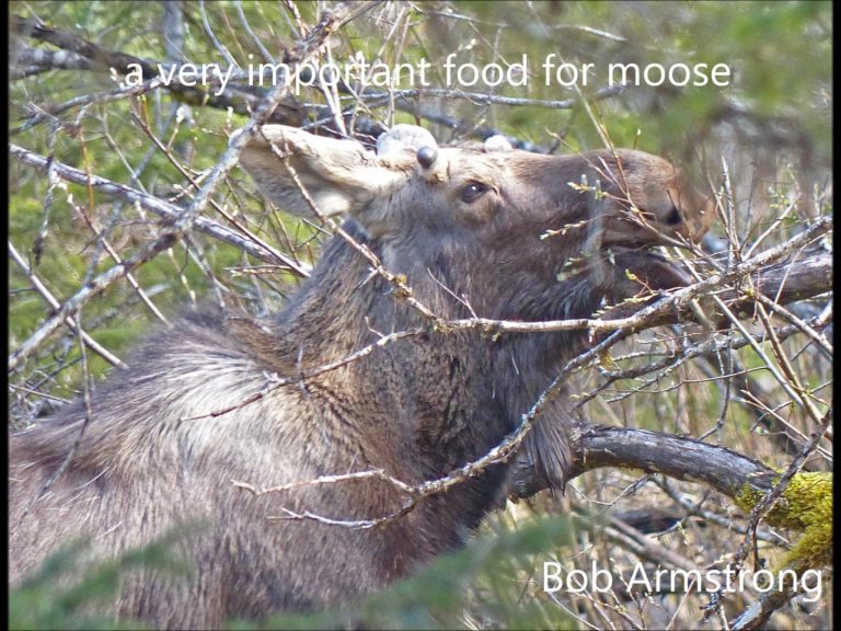 The Value of Willows in Alaska