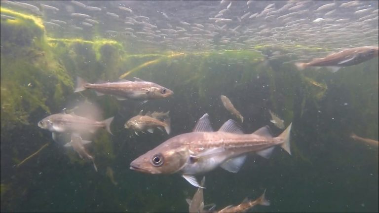 Walleye Pollock feeding on herring fry