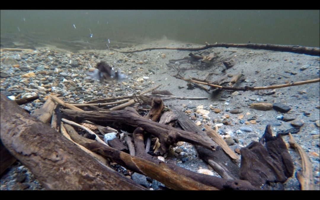 The Value of Woody Debris in Streams
