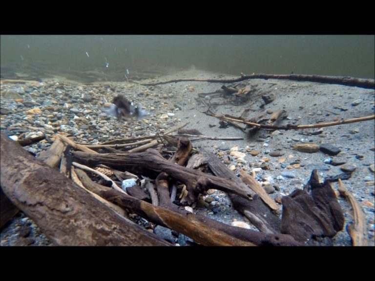 The Value of Woody Debris in Streams
