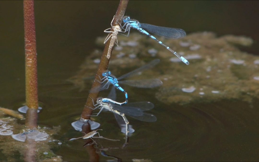 Damselfly Inserting Eggs into a Plant
