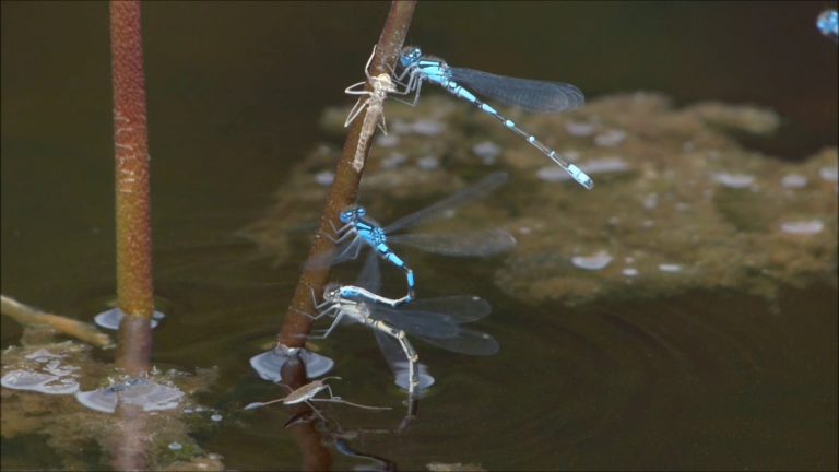 Damselfly Inserting Eggs into a Plant
