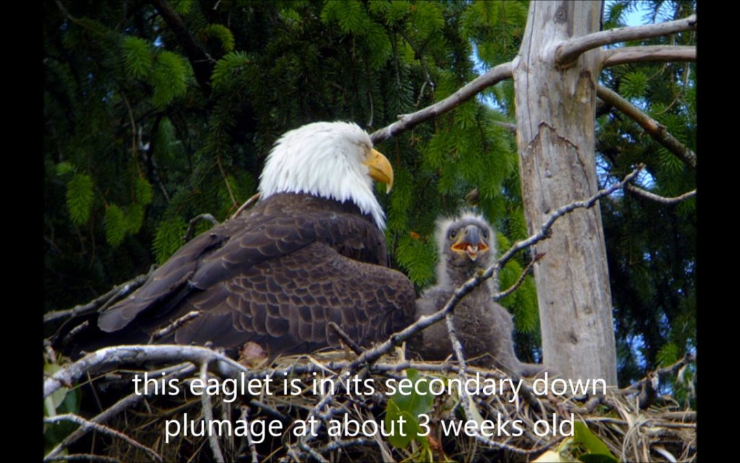 Raising an Eaglet