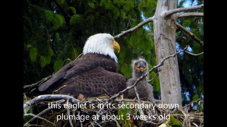 Raising an Eaglet