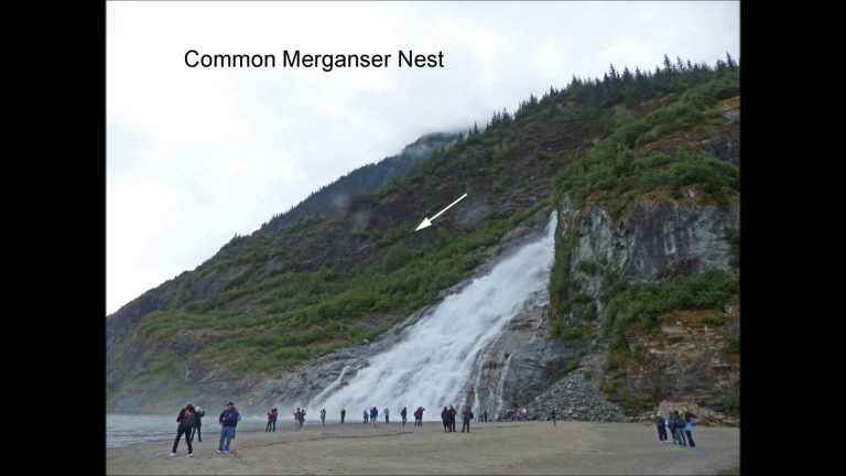 Common Merganser Nest