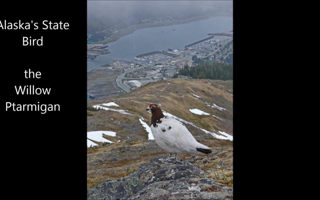Alaska’s State Bird