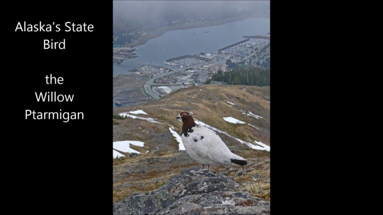 Alaska’s State Bird