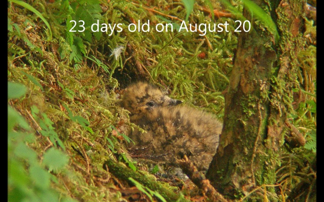 A Ground-nesting Marbled Murrelet