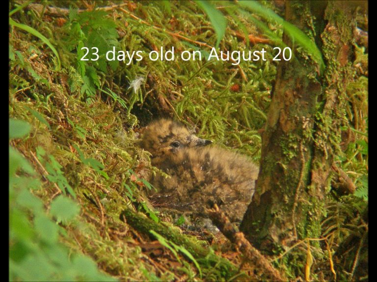 A Ground-nesting Marbled Murrelet