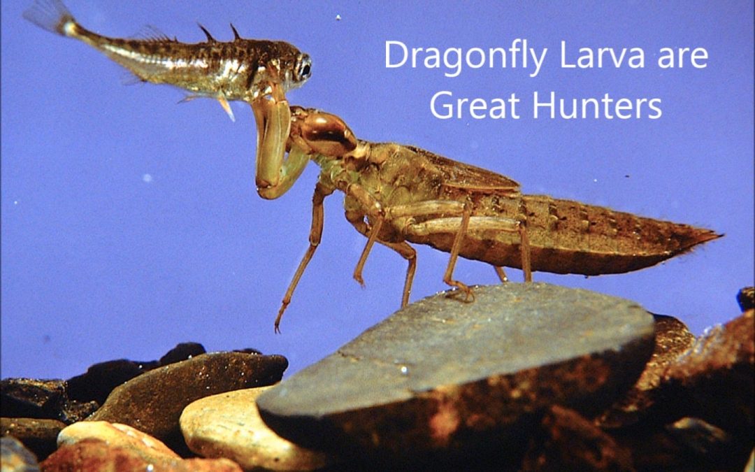 Dragonfy Larva are Great Hunters