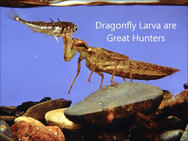 Dragonfy Larva are Great Hunters
