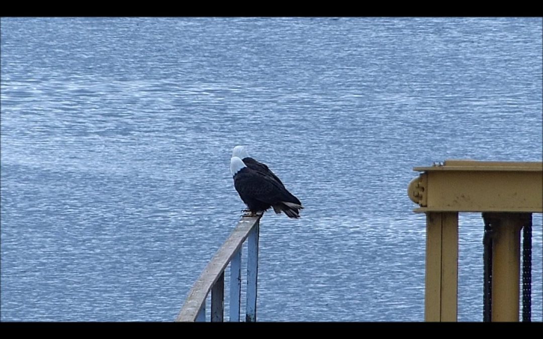 Bald Eagles Mating