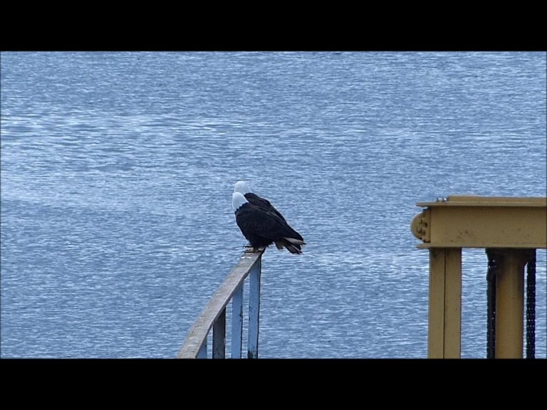 Bald Eagles Mating