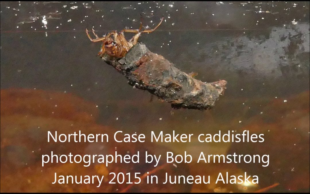 Caddisflies in Ice
