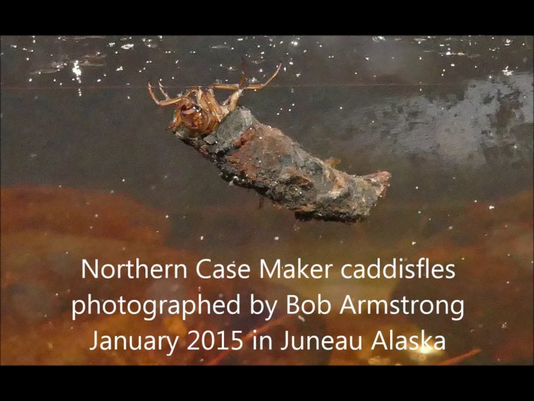 Caddisflies in Ice