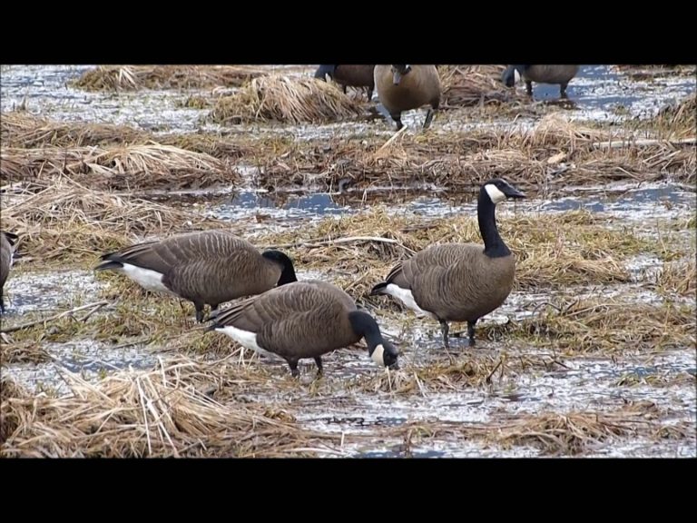 Vancouver Canada Geese feeding on the Mendenhall Wetlands