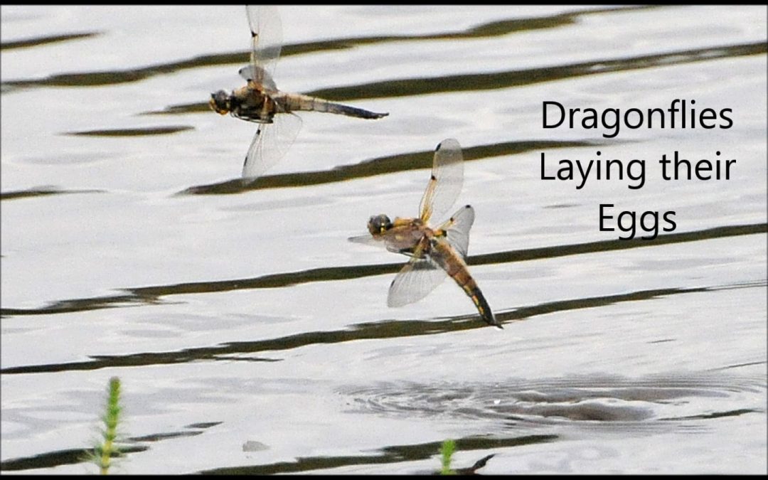 Dragonflies Laying their Eggs