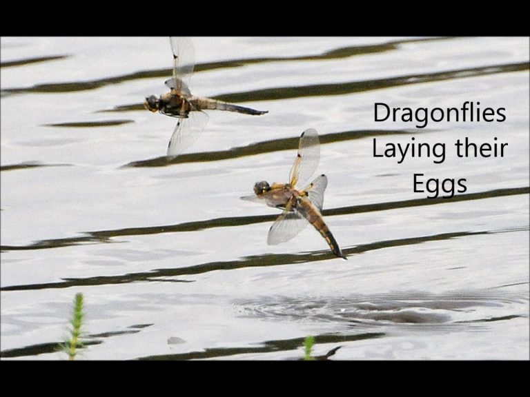 Dragonflies Laying their Eggs