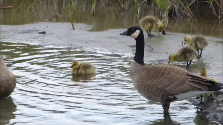 Canada Geese with their Kids