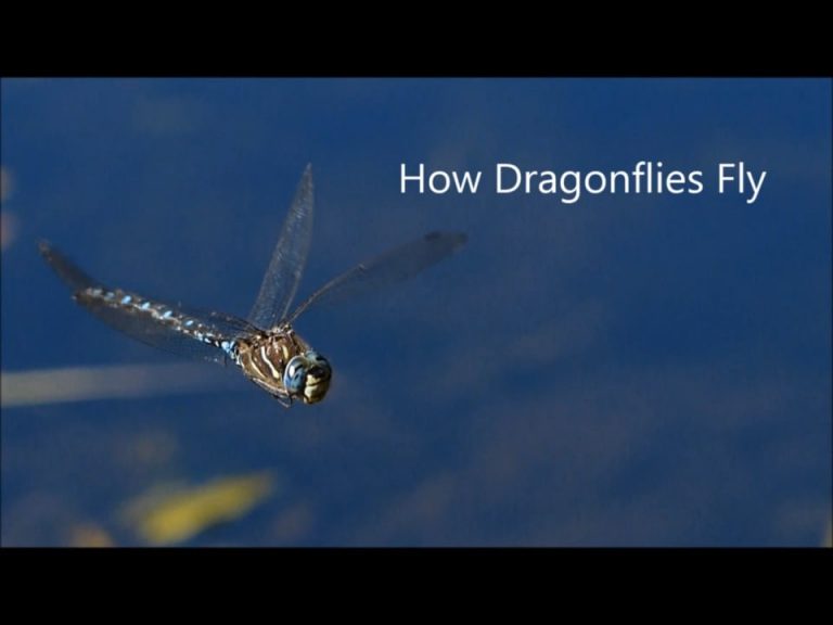 How Dragonflies Fly