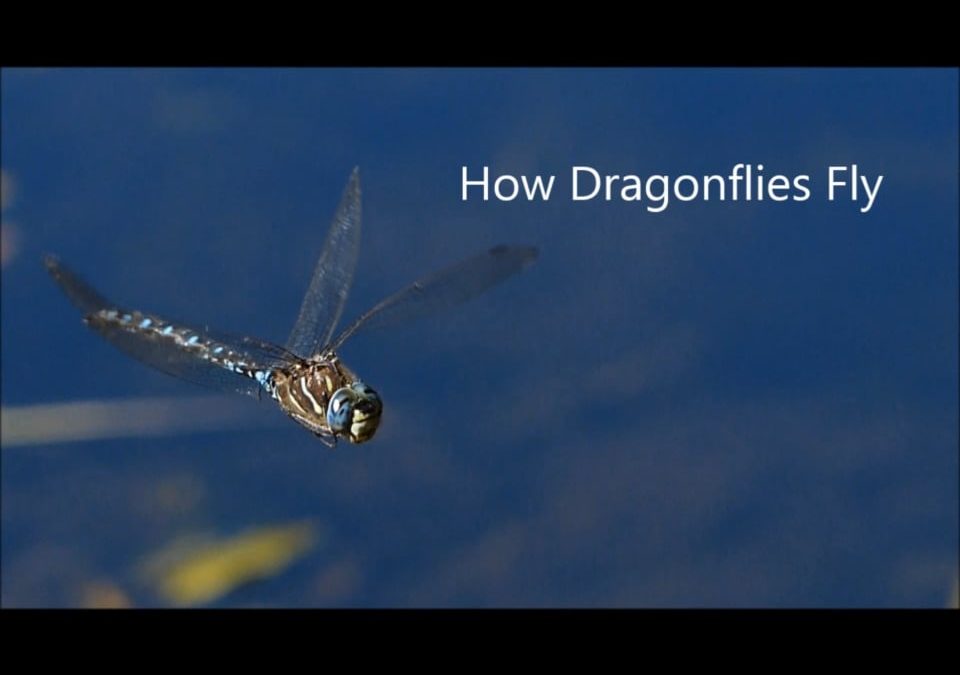 How Dragonflies Fly