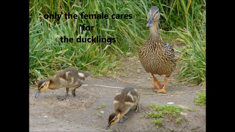 Taking Care of the Kids, Mallards