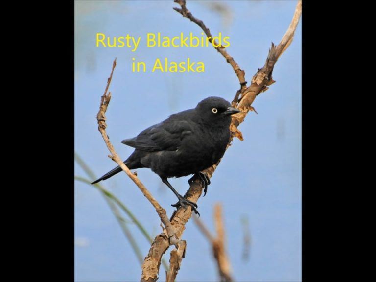 Rusty Blackbirds in Alaska