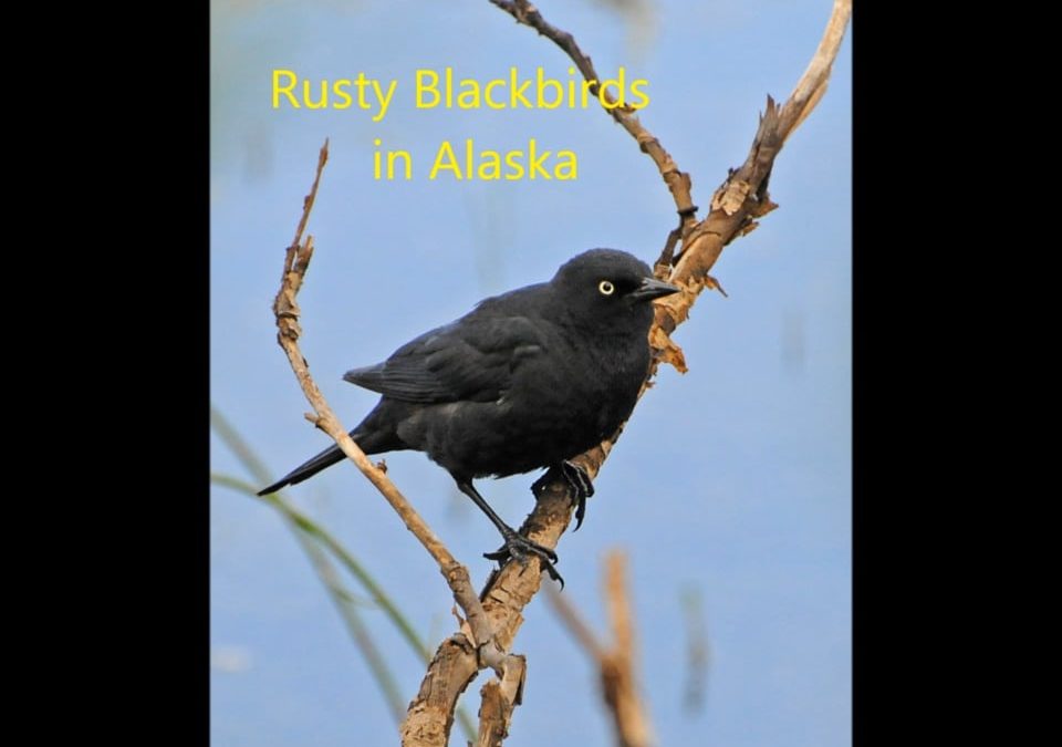 Rusty Blackbirds in Alaska