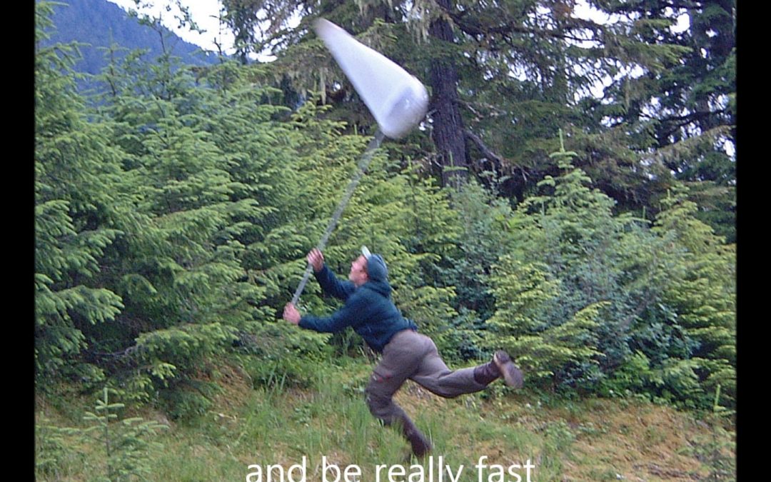 Catching Dragonflies is Fun