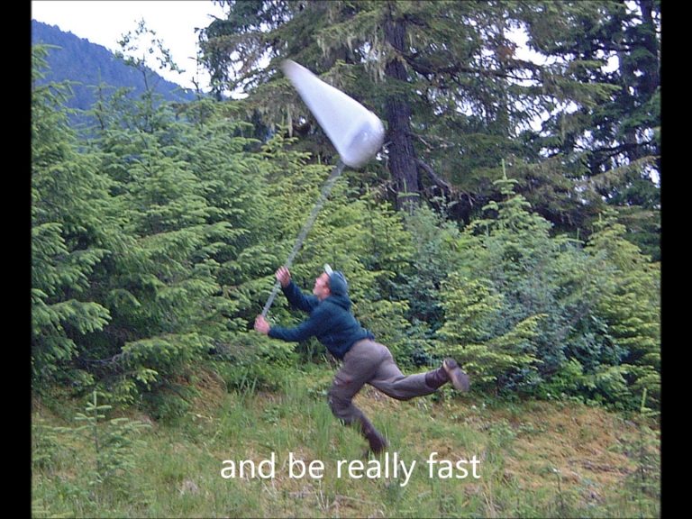 Catching Dragonflies is Fun