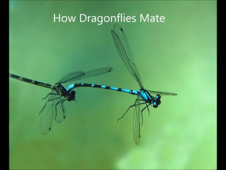 How Dragonflies Mate