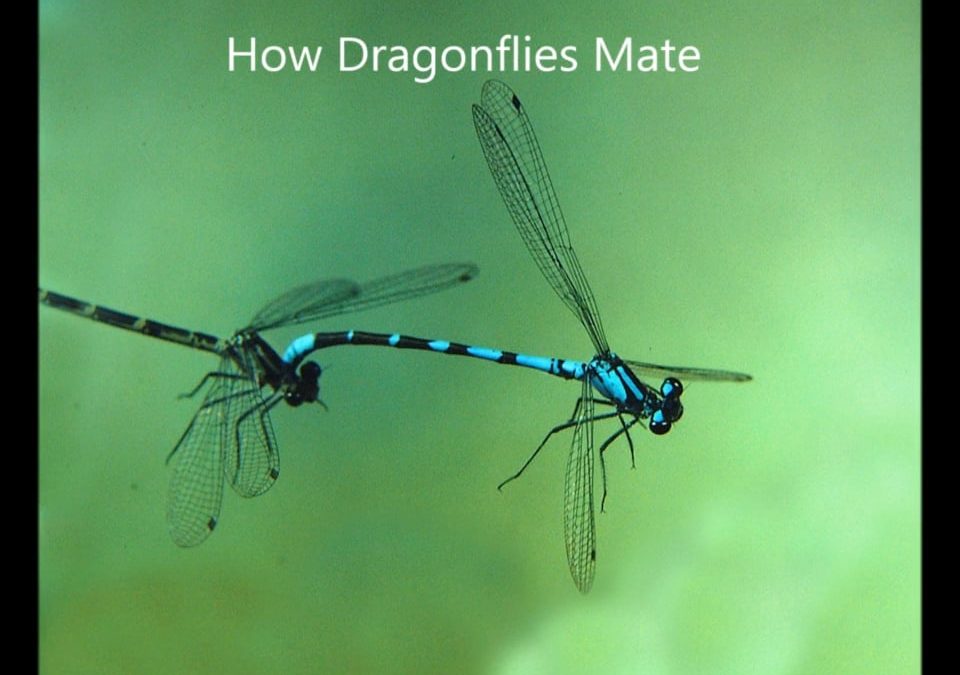 How Dragonflies Mate