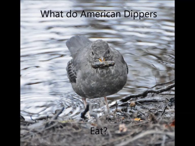 What do American Dippers Eat?