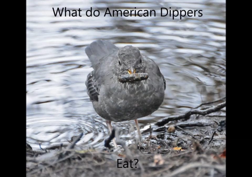 What do American Dippers Eat?