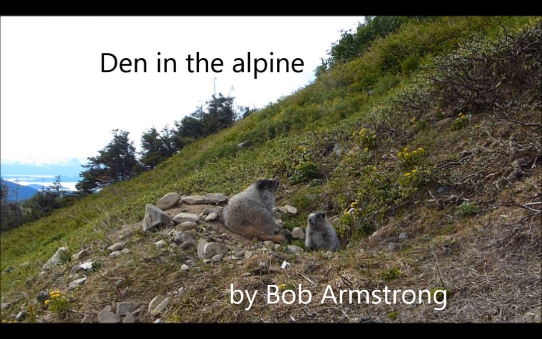 Marmots Like to Play