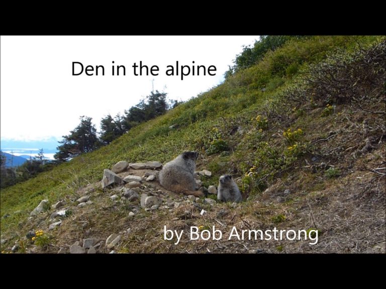 Marmots Like to Play