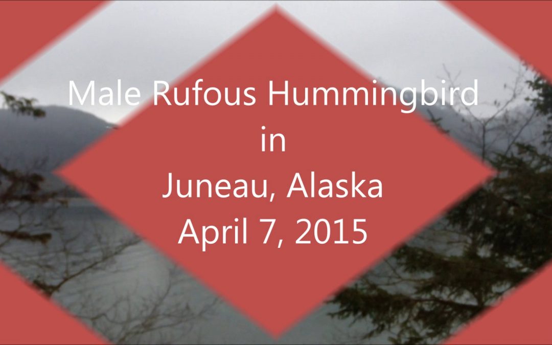The Male Rufous Hummingbird