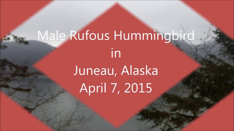 The Male Rufous Hummingbird