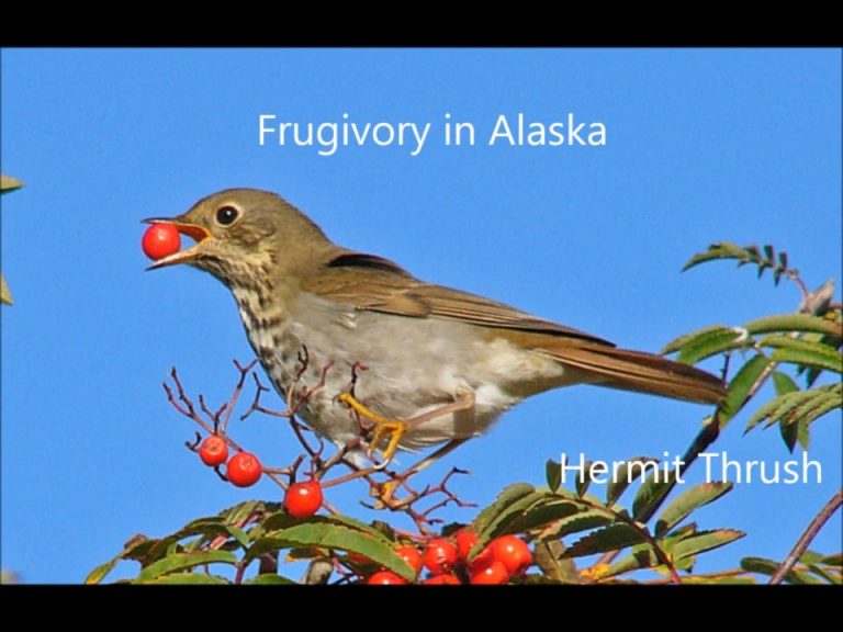 Frugivory in Alaska