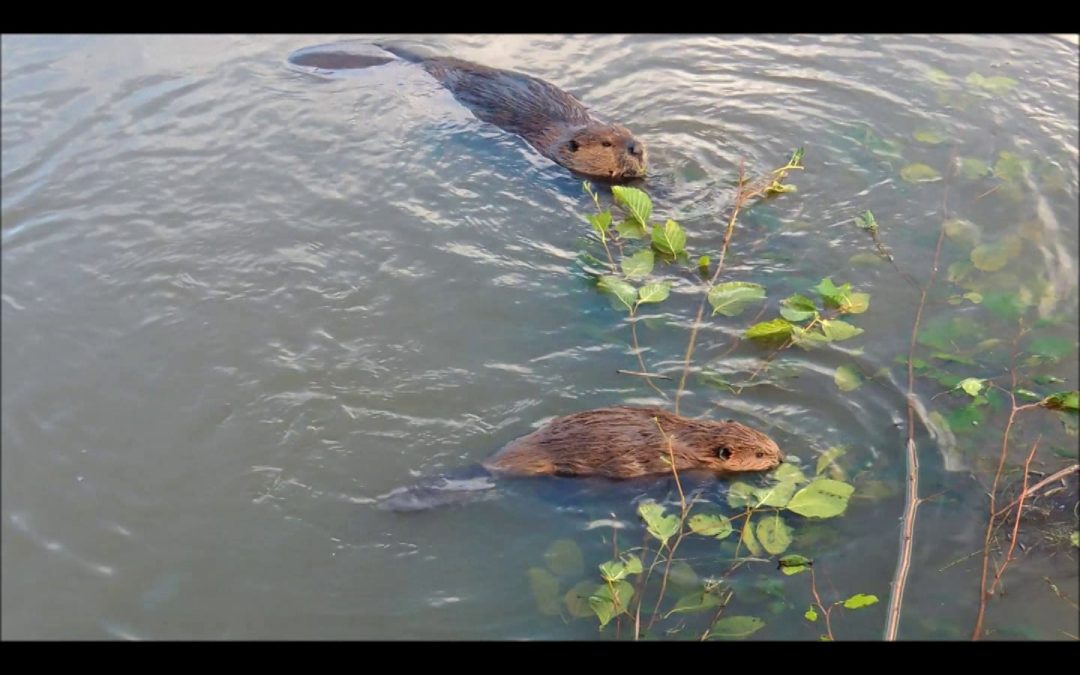 Beaver Family at Lunch