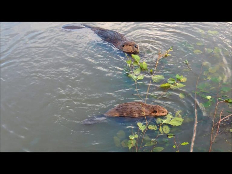 Beaver Family at Lunch
