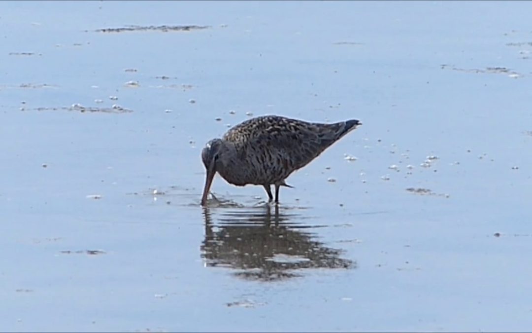 Hudsonian Godwit in Juneau