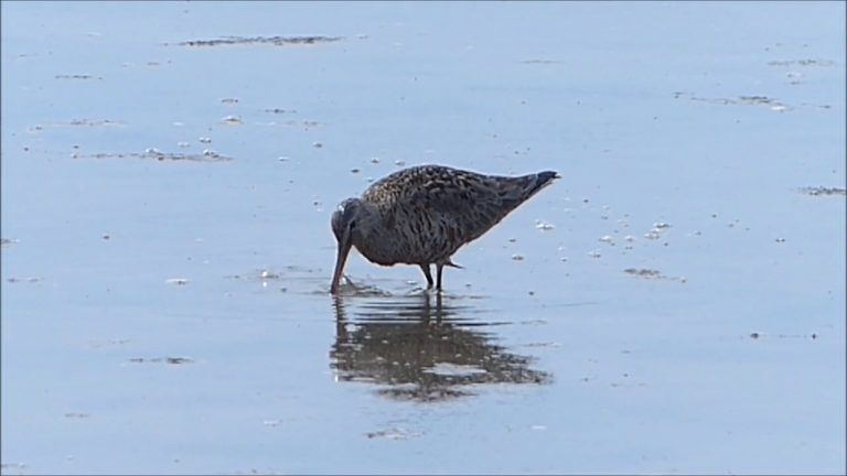 Hudsonian Godwit in Juneau