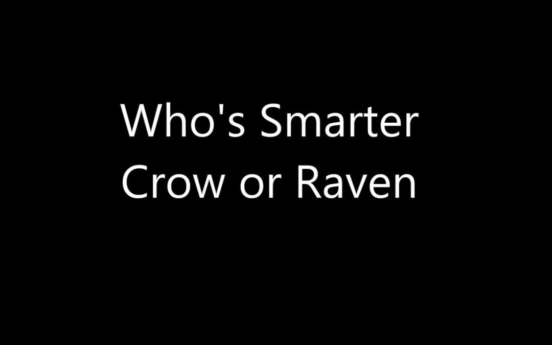 Who’s Smarter Crow or Raven