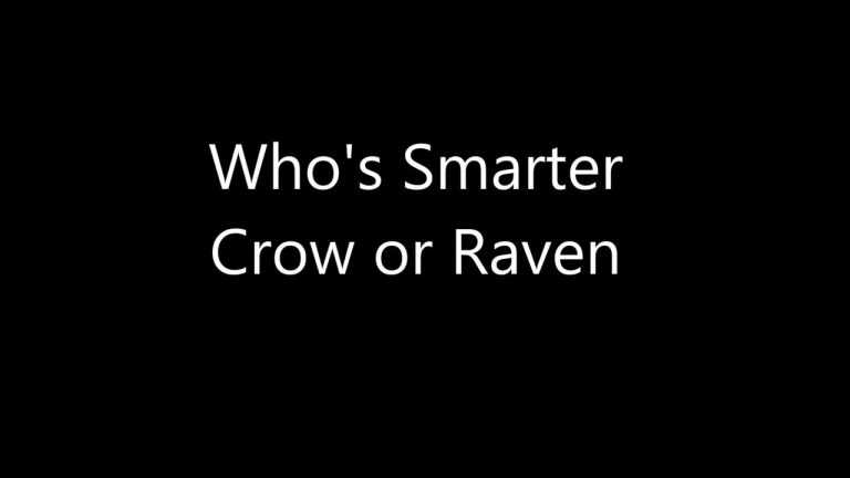 Who’s Smarter Crow or Raven