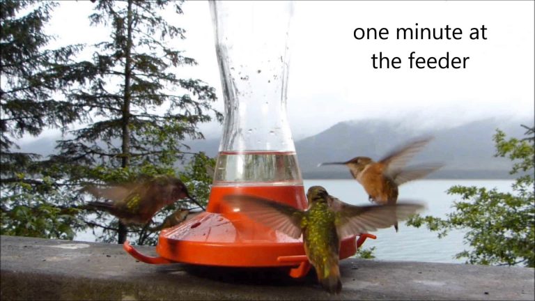 One Minute at the Feeder