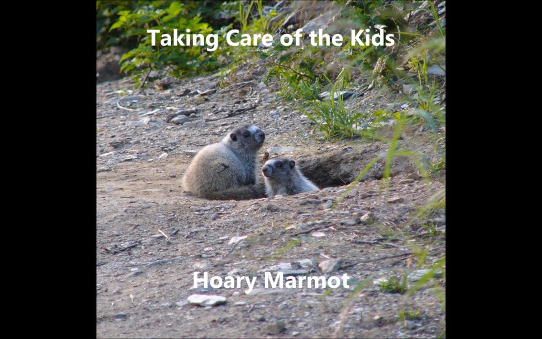 Taking Care of the Kids, Hoary Marmot