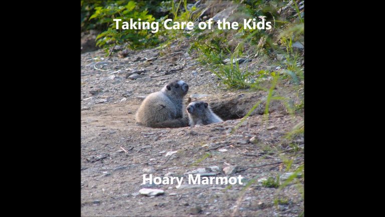 Taking Care of the Kids, Hoary Marmot