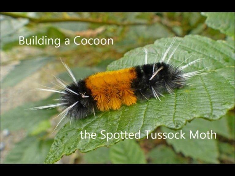 Building a Cocoon, the Spotted Tussock Moth
