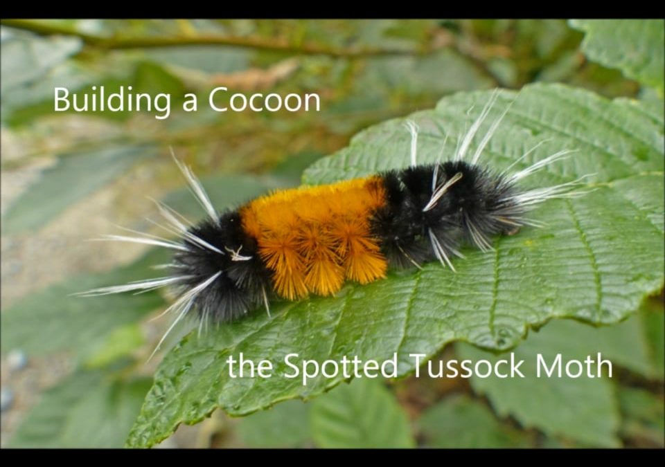 Building a Cocoon, the Spotted Tussock Moth